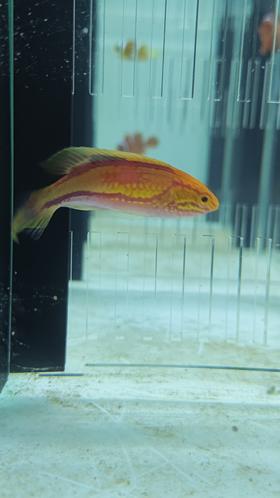 桃尾仙女龙/茅纹雀/针尾仙女龙