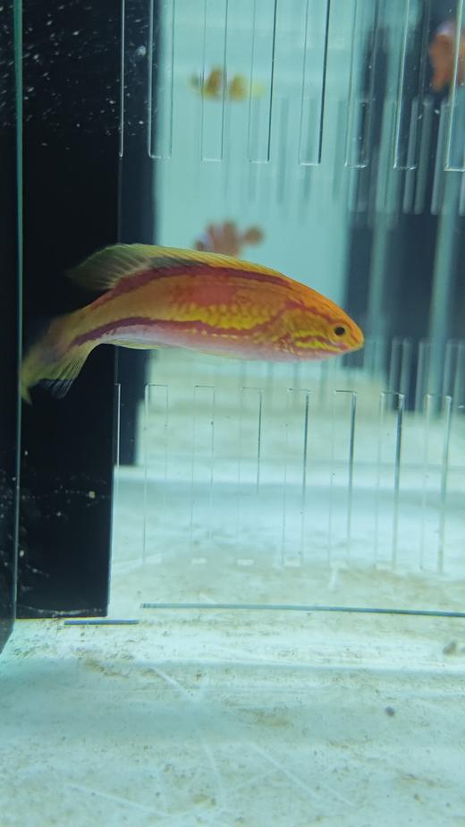 桃尾仙女龙/茅纹雀/针尾仙女龙 商品图0