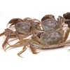 【鲜活】盘锦精品河蟹（500±50g) 商品缩略图0