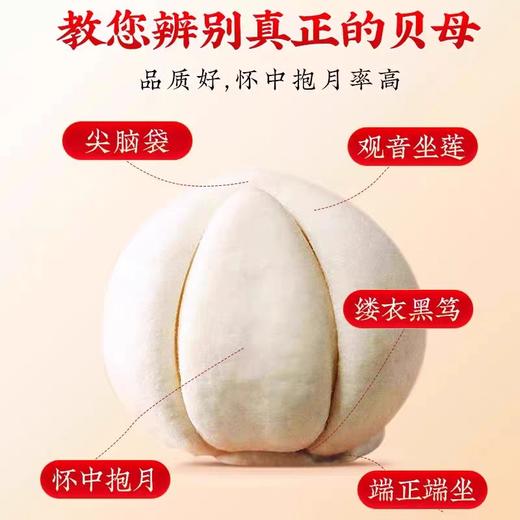 川贝母 特级无硫熏 商品图1