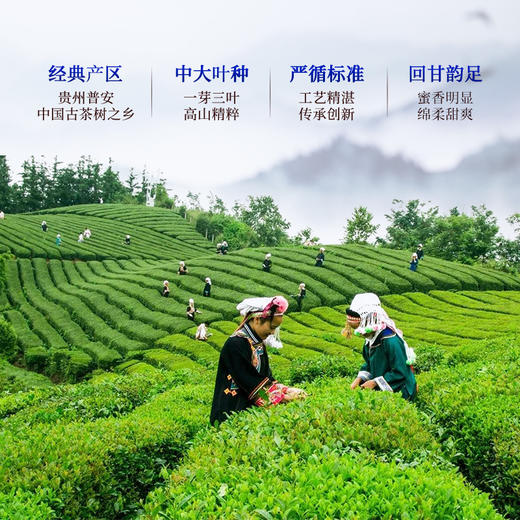 正山堂普安红 黔小茶蓝罐 骏眉中国特级红茶正宗贵州大叶种茶叶罐装100g 商品图4
