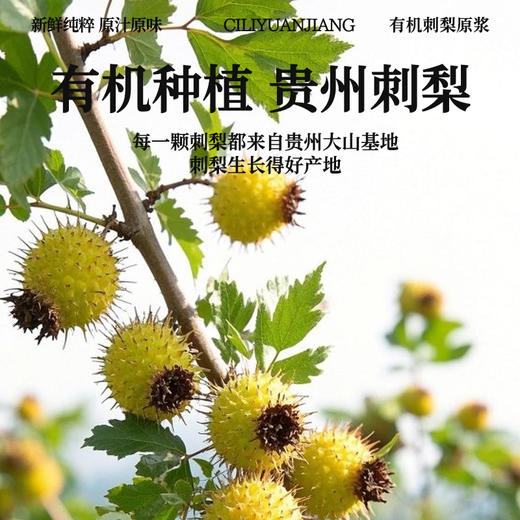 新鲜纯粹 原汁原味 | 有机刺梨原浆/贵州刺梨汁 今喜定制NFC鲜果鲜榨 滋补果蔬汁果汁营养饮品 210mlx3盒/9盒（7袋/盒） 商品图3