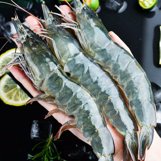 【顺丰冷链】1.65kg进口厄瓜多尔鲜冻白虾 商品图1