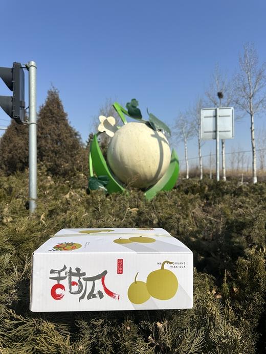 马连庄甜瓜丨原产地核心果园，香甜细腻，甘润爽口，果蒂处会发苦，去蒂削皮吃，口感更佳⭐️京东、顺丰快递 商品图6