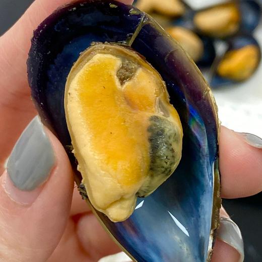 【排单发货】新鲜栉孔扇贝/海虹青口贝丨现捕现发，保鲜不保活，到货及时吃，新鲜肥美完全不影响⭐️京东快递 商品图2