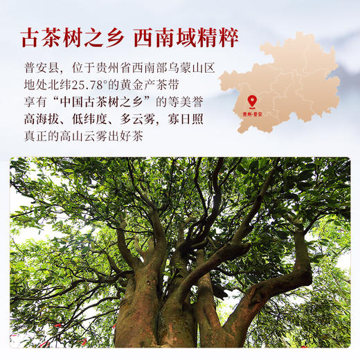 正山堂普安红 黔小茶红罐 骏眉中国红茶正宗贵州大叶种茶叶罐装自饮100g 商品图3
