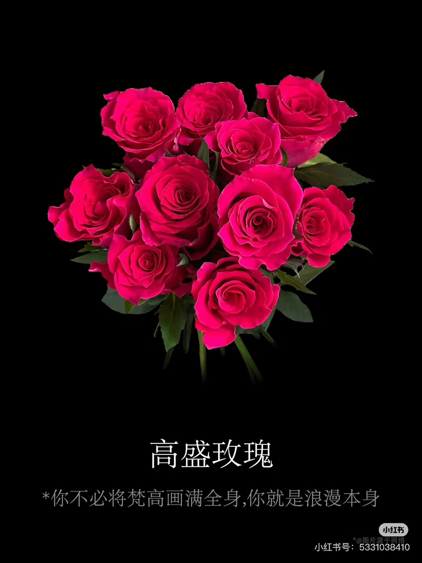 预售8号到货 高盛单头玫瑰一扎10支 支长60厘米。