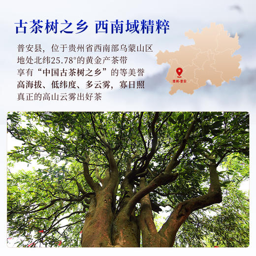 正山堂普安红 黔小茶蓝罐 骏眉中国特级红茶正宗贵州大叶种茶叶罐装100g 商品图3