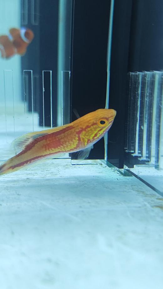 桃尾仙女龙/茅纹雀/针尾仙女龙 商品图2