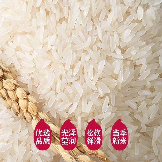 隆平芯米（江南丝苗）5kg 商品图2