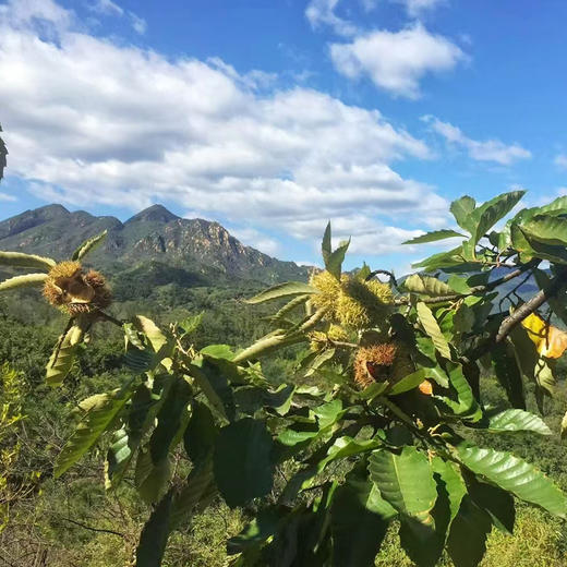 【每周二，周五发货】基地直发 | 新鲜带壳板栗 | 北京怀柔 商品图1