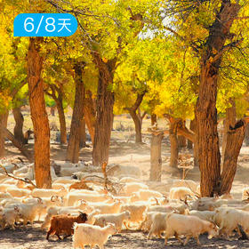 额济纳旗胡杨林，一年只美21天！两种版本任选，感受大西北的辽阔！