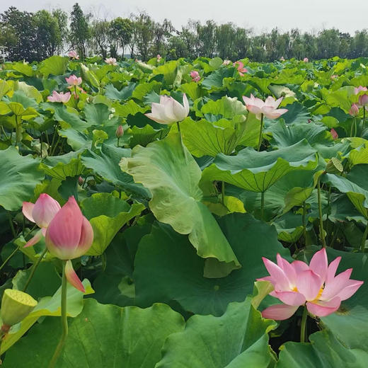 【48小时内发货，现挖现发】基地直发 | 生态莲藕（脆藕）| 江苏苏州 商品图2