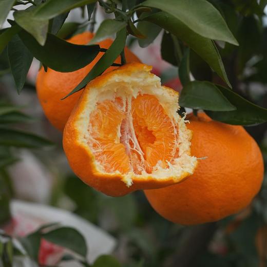 极客耙耙柑丨真正不打脱酸剂的耙耙柑，晚下树一个多月，果皮易剥，肉嫩化渣，酸甜多汁，果味浓郁，⭐️顺丰快递 商品图3