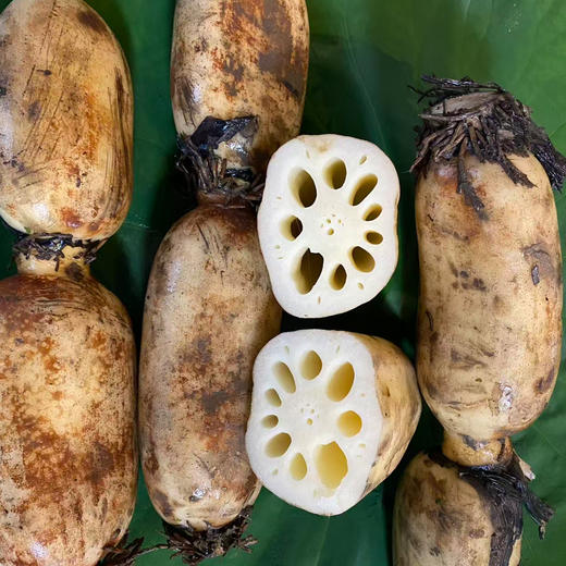 【48小时内发货，现挖现发】基地直发 | 生态莲藕（脆藕）| 江苏苏州 商品图4