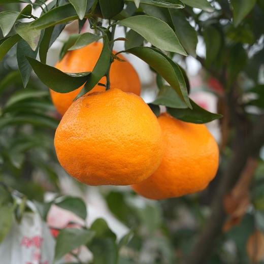 极客耙耙柑丨真正不打脱酸剂的耙耙柑，晚下树一个多月，果皮易剥，肉嫩化渣，酸甜多汁，果味浓郁，⭐️顺丰快递 商品图4