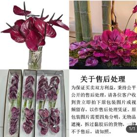 彩掌 马拉维利亚／小掌 16支 直径8-10cm／枝长25-30cm