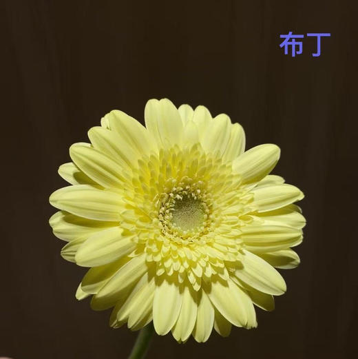非洲菊·奶油布丁 商品图0