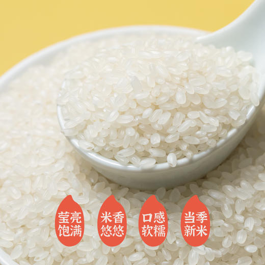 隆平芯米（东北小长粒）5kg 商品图2