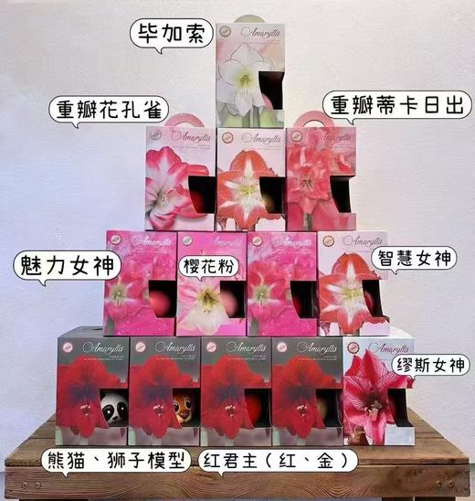 荷兰进口蜡球朱顶红1个 商品图10