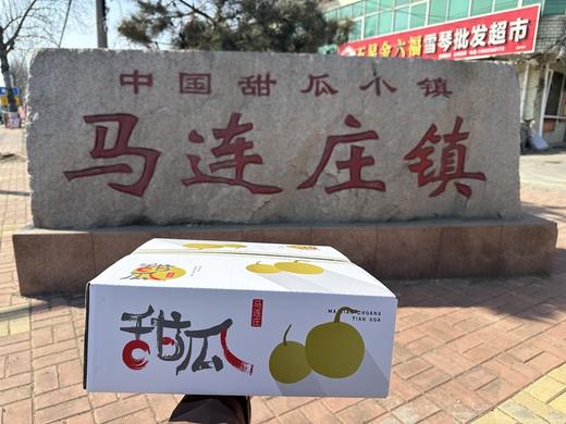 马连庄甜瓜丨原产地核心果园，香甜细腻，甘润爽口，果蒂处会发苦，去蒂削皮吃，口感更佳⭐️京东、顺丰快递 商品图7