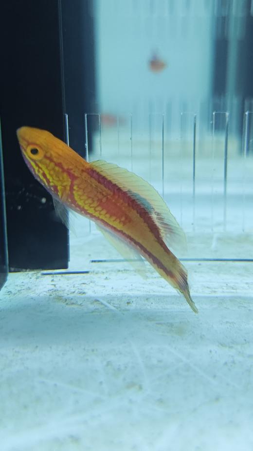 桃尾仙女龙/茅纹雀/针尾仙女龙 商品图1