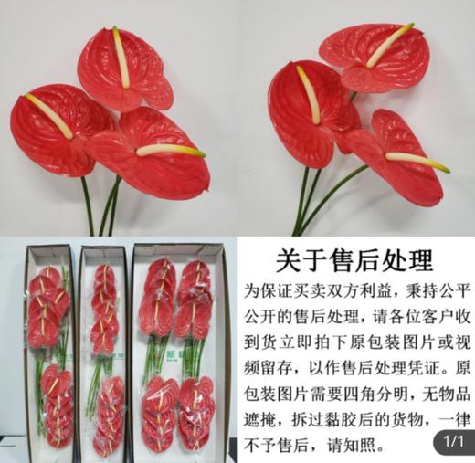 红掌 雅利安／火焰／大掌18支直径13-15cm／枝长40cm以上 商品图0