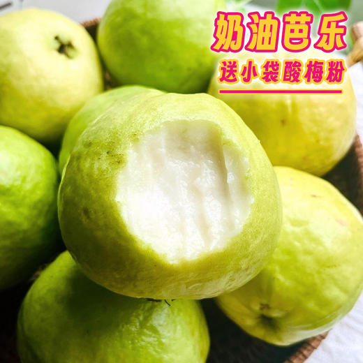 【美味水果丨广西奶油芭乐4.7-5斤中果/大果彩箱装】山地自然熟成，咬一口软糯绵密，馥郁香甜果味清新~（备注：收到后立即开箱,拿出果子,放通风干爽阴凉地，详看详情页介绍和须知！）每箱赠送5小包酸梅粉！ 商品图0