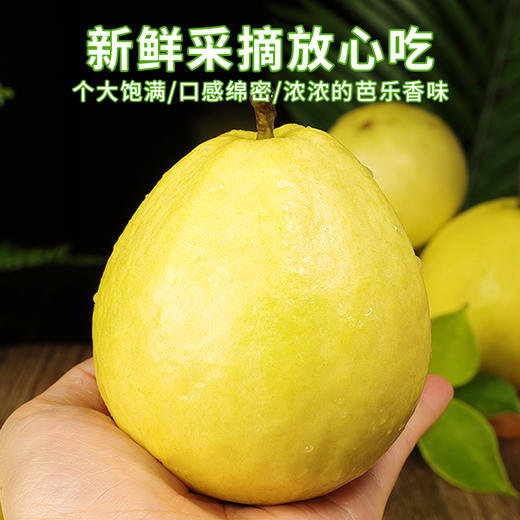 广西白心芭乐 3斤装 顺丰快递 商品图2