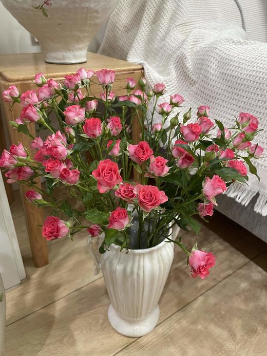 【AB级星河湾多头玫瑰.稀有.第二份减10元】5支/份 商品图3