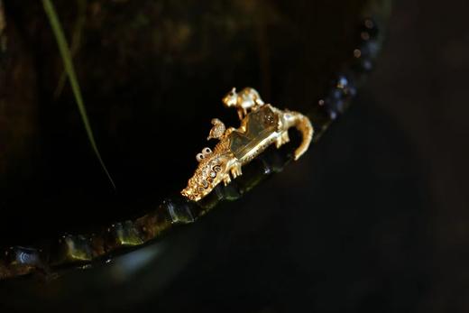 富足丰美的共生｜南美洲快乐小伙伴们 商品图6