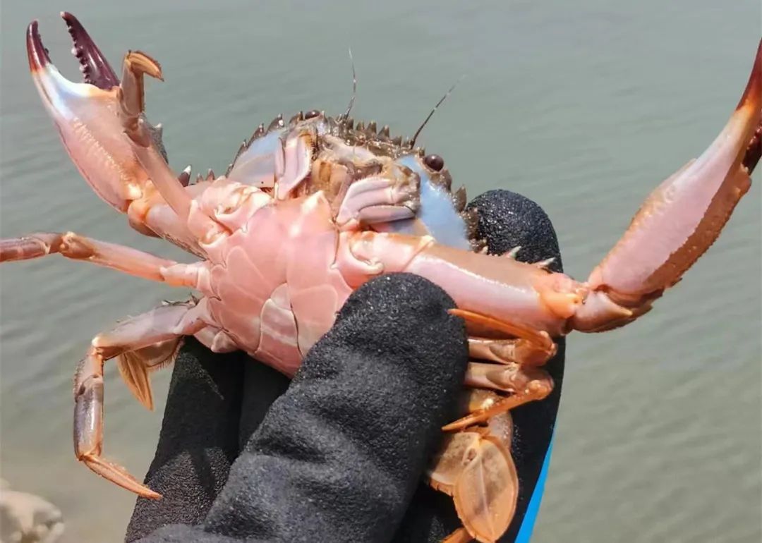 【十一自驾】10.5~7三日亲子,蟹笼捕蟹\盐捕竹蛏\盐田扒盐\出海捕鱼,在海鲜最肥美的季节,做三天海民|5~70岁亲子