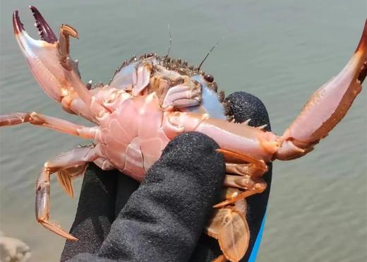 【十一自驾】10.5~7三日亲子,蟹笼捕蟹\盐捕竹蛏\盐田扒盐\出海捕鱼,在海鲜最肥美的季节,做三天海民|5~70岁亲子 商品图0