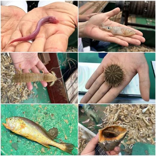 【十一自驾】10.5~7三日亲子,蟹笼捕蟹\盐捕竹蛏\盐田扒盐\出海捕鱼,在海鲜最肥美的季节,做三天海民|5~70岁亲子 商品图3