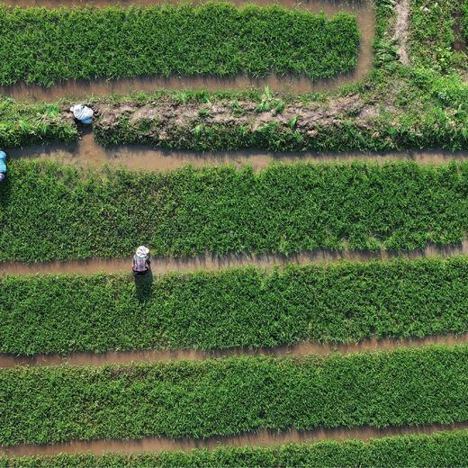 土净则米净，泥土换米活动 商品图2