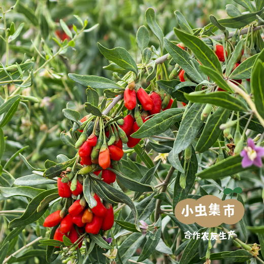 柴达木有机干枸杞 150g/罐 | 合作农友生产，产自青海柴达木盆地，生产者：龙绍海 &【公平贸易农人定价】 商品图9