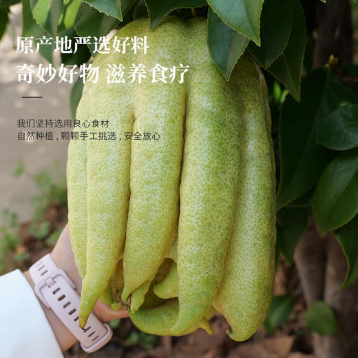 云南佛手干98g/罐  冲泡煮水泡茶清香回甘 商品图4