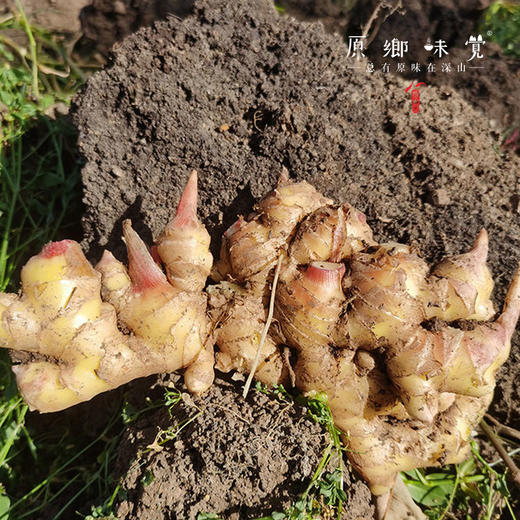 生态小黄姜/生姜【中年姜】1斤/3斤/5斤（基地直发-京东包邮）| 多种规格，来自云南五华区＆屏边县，生产者：李建平【合作生产，公平贸易】 商品图3