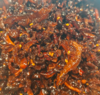 【超市】什锦松茸300g 商品缩略图0