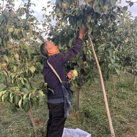 【香甜爆汁！】山西玉露香梨 4.5斤/8.5斤礼盒装 个头饱满，果肉嫩、汁水多、皮薄核小，脆甜爽口 商品图8