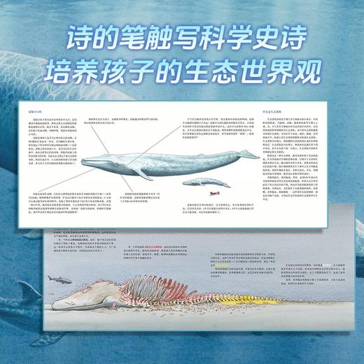 《一鲸落，万物生》  精装   6岁+ 商品图3