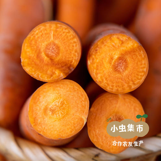 草原有机胡萝卜 5斤 | 合作农友生产，来自河北张家口，生产者：野菜夫人 *【公平贸易农人定价】 商品图3