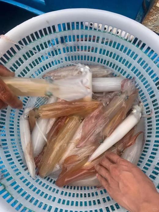 & 手钓大钓管🦑自然鲜脆甜😋东山岛名片 必尝👍活冻 商品图2