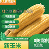 【48小时内发货】基地直发 | 生态黄糯玉米 | 吉林松原 商品缩略图0