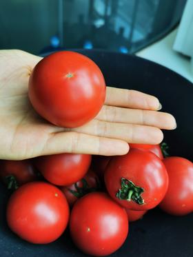 【玫瑰番茄】带有花香 水果番茄中的高端品种！！  自然成熟 果肉脆甜 酸甜多汁！