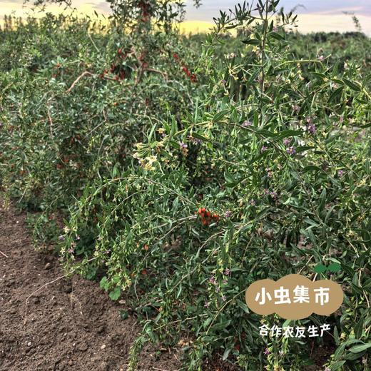 柴达木有机干枸杞 150g/罐 | 合作农友生产，产自青海柴达木盆地，生产者：龙绍海 &【公平贸易农人定价】 商品图10