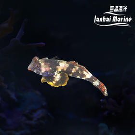 石麒麟（吃虫子）