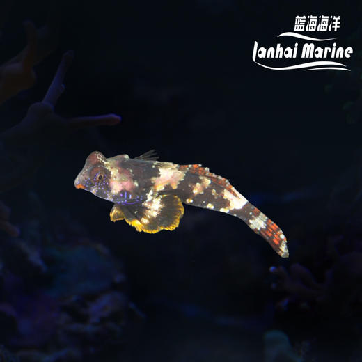 石麒麟（吃虫子） 商品图0