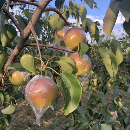 【香甜爆汁！】山西玉露香梨 4.5斤/8.5斤礼盒装 个头饱满，果肉嫩、汁水多、皮薄核小，脆甜爽口 商品图9