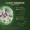 清美堂 N+18000·胶囊90粒 高纯NMN补充NAD+ 含PQQ麦角硫因【香港直邮】 商品缩略图6